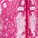 Alyne Bikini Panty Pink